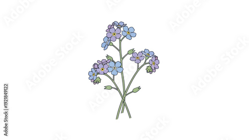 Forget me not flowers illustration on white background.