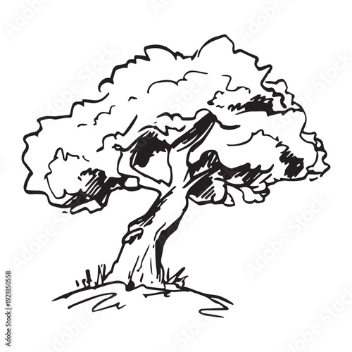 Hand drawn old tree sketch, vintage gnarled oak, twisted trunk, lush crown, black ink line art isolated on white background