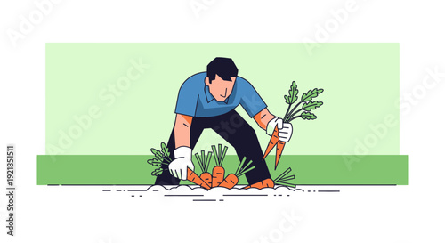 Farmer Harvesting Fresh Carrots From Organic Garden Field Illustration