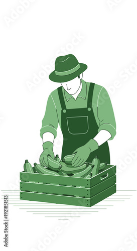 Farmer Harvesting Fresh Bananas From A Wooden Crate In A Field