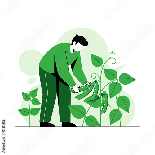 Farmer Harvesting Fresh Green Peas From Organic Garden Plants