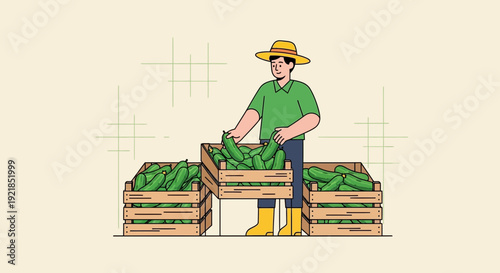 Farmer Organizing Freshly Harvested Cucumbers In Wooden Crates