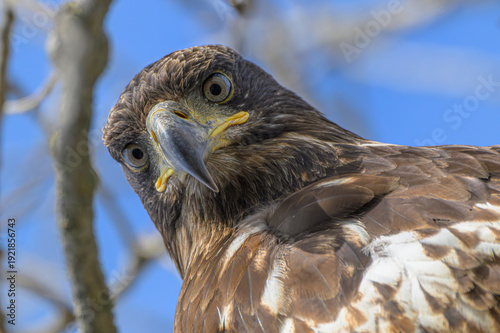 Juvenile Bald Eagle