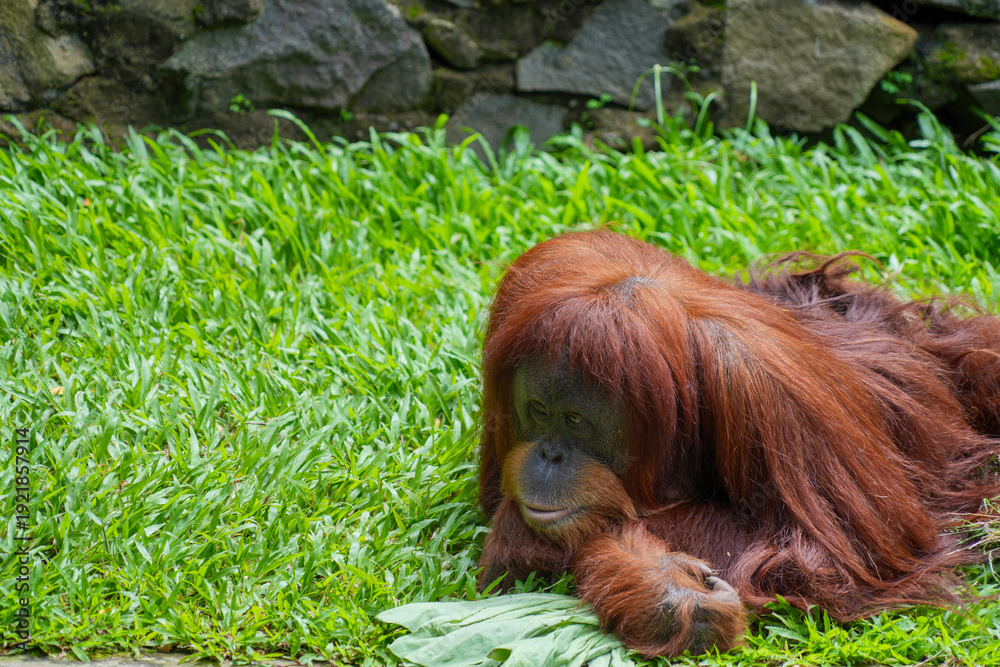 Obraz premium Bornean orangutan lying down on green grass, resting peacefully in a conservation area.