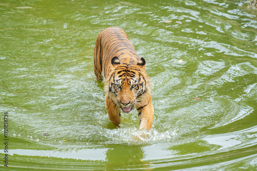 Canvas Print Sumatran tiger swimming in green water.