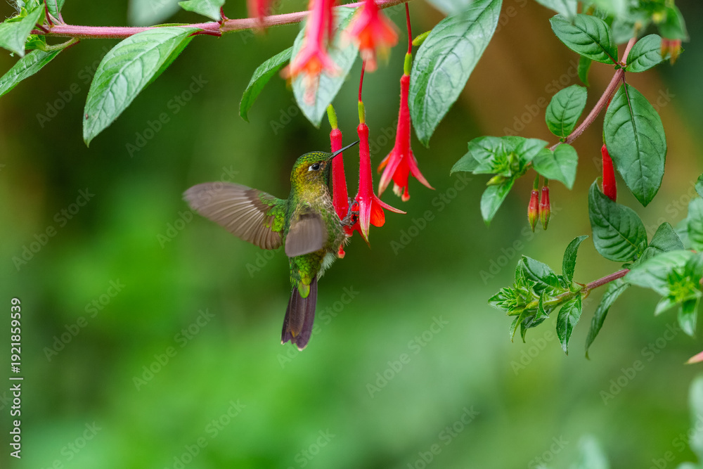 Obraz premium A Tyrian Metaltail hummingbird (Metallura tyrianthina) caught in mid-air while feeding on bright red wildflowers in the high-altitude cloud forests of the Peruvian Andes.