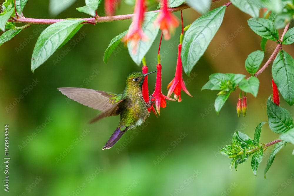 Naklejka premium A Tyrian Metaltail hummingbird (Metallura tyrianthina) caught in mid-air while feeding on bright red wildflowers in the high-altitude cloud forests of the Peruvian Andes.