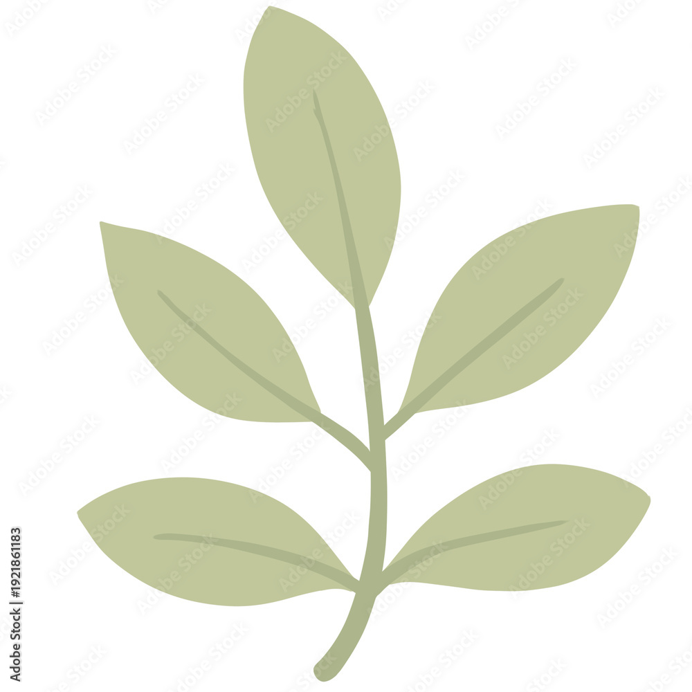 Fototapeta premium Minimal green leaves