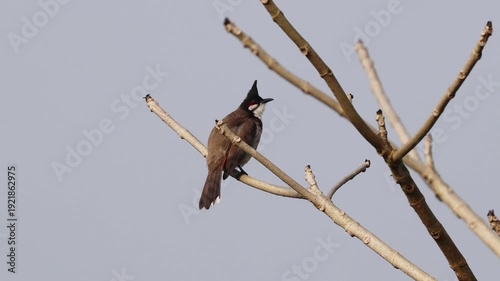 Red whiskered bulbul perched on branch.