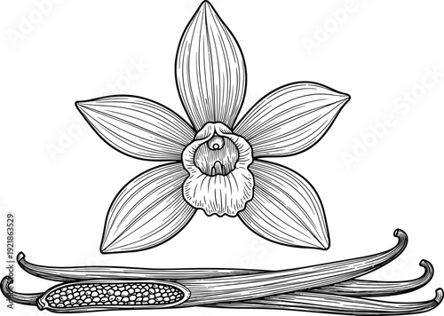 Hand Drawn Vanilla Flower and Beans Vector Illustration Botanical Spice Ingredient Vintage Engraving Style Graphic