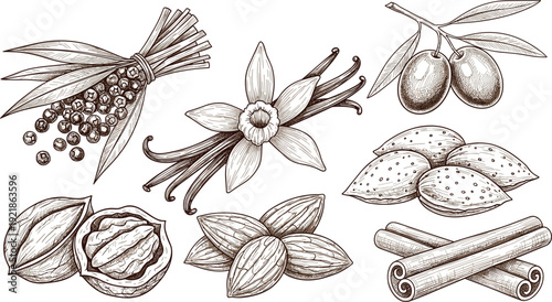 Hand Drawn Spice and Ingredient Collection Vector Illustration Vanilla Almond Cinnamon Pepper Botanical Vintage Engraving Style Set