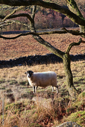 Swaledale Sheep standing in golden late afternoon sun in Peak District National Park, Derbyshire; rural landscape with dry stone wall and winter trees and grass with livestock grazing