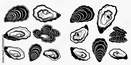 A monochrome graphic set of various oysters, both open and closed, in a vintage engraved style.