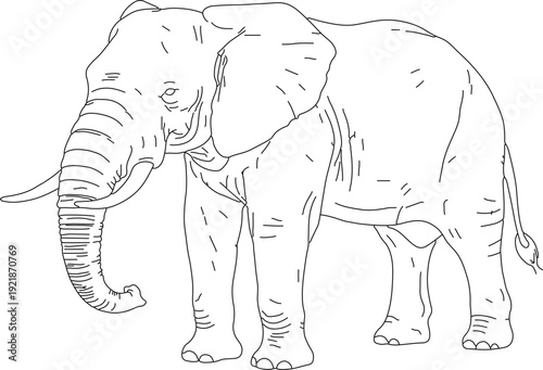 elephant in the forest 