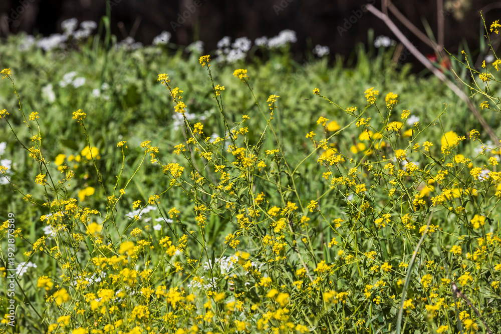 Obraz premium Small yellow wildflowers blooming in the green spring meadow. Mustard is blooming Beit Keshet nature reserve in Israel. Mountains and hills.
