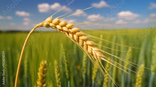4K video of golden wheat field on a sunny day