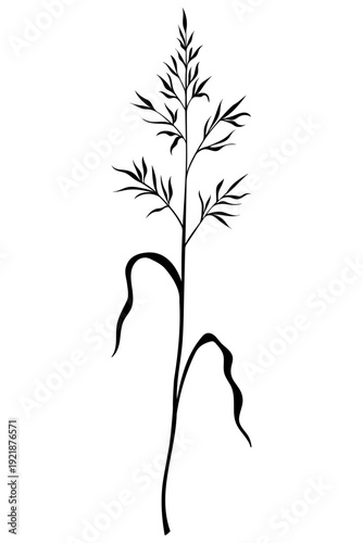 Vector flower floral black silhouette hand drawn. Botanical illustration on white background. Elegant spring nature element with leaves, flowers, branches