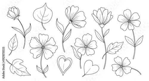 Floral Botanical Line Art Illustration Set with Elegant Flowers and Leaves on Black Background