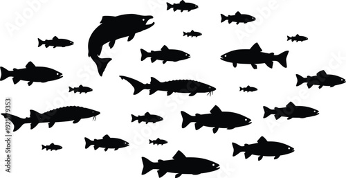 Collection of fish silhouettes featuring diverse aquatic species including trout and sturgeon, marine life illustration for biodiversity, fishing, education, and aquatic design references
