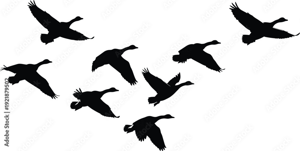 Obraz premium Migrating Canadian Geese Silhouette Flock Flying in V Formation Across Sky for Nature Wildlife Conservation and Seasonal Autumn Bird Migration Graphic Design Element