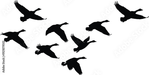 Migrating Canadian Geese Silhouette Flock Flying in V Formation Across Sky for Nature Wildlife Conservation and Seasonal Autumn Bird Migration Graphic Design Element
