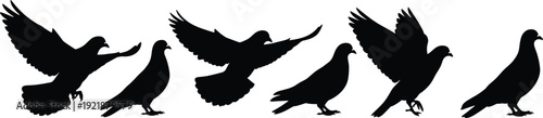 Silhouette illustration of pigeons in flight and standing positions, dynamic bird motion design for wildlife, nature, education, and avian behavior references