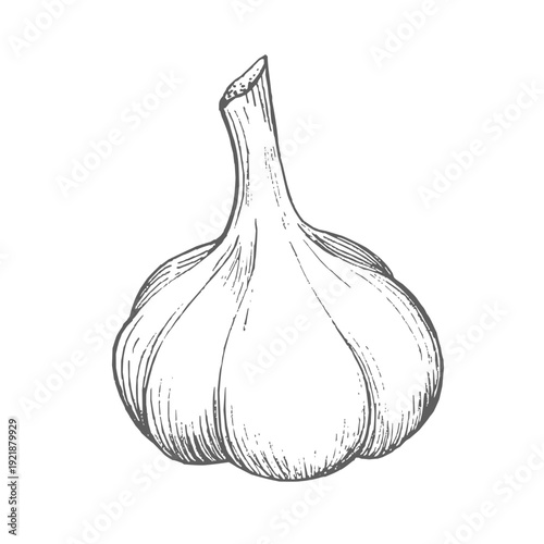 Garlic. Vector ink styled handmade illustration. For packaging design, cards, cover, prints, product labels and fabric.