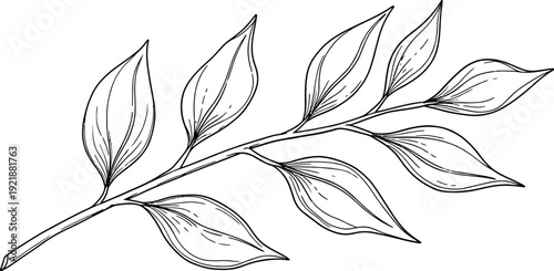 Detailed black and white line art drawing of a delicate plant sprig featuring several elongated oval leaves branching off a central stem isolated on a transparent background perfect for design.