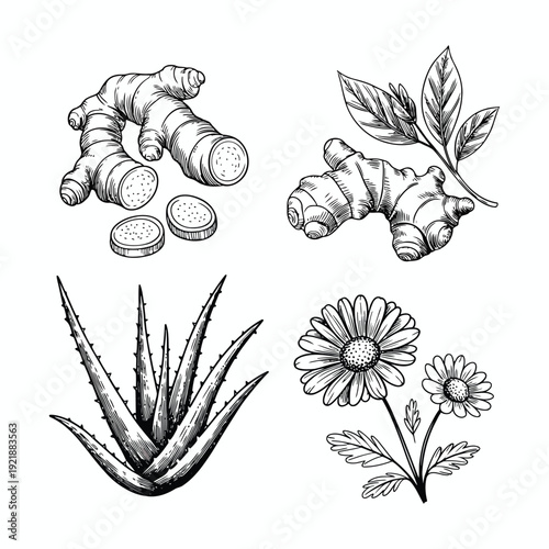Medicinal herbs vector illustration set of ginger root and aloe vera chamomile flower