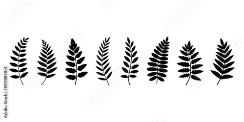 Eight different types of black fern fronds and leafy branches vector illustration