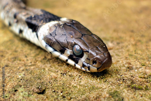Close up of a Barred Grass Snake (Natrix Helvetica)
