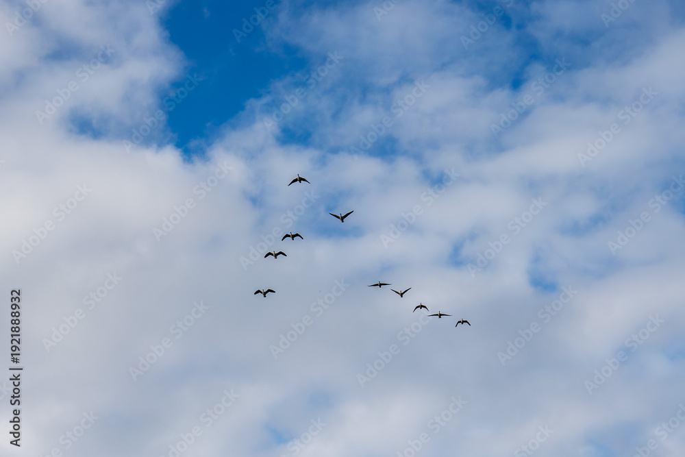 Obraz premium Canada geese (branta canadensis) flying in a V formation with copy space