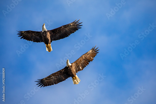 American Bald Eagles (Haliaeetus leucocephalus) flying in a blue and white sky