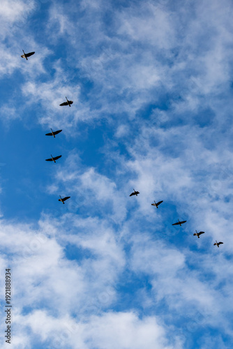 Canada geese (branta canadensis) flying in a V formation with copy space