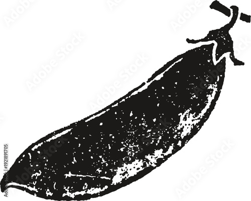 Vintage black and white illustration of a pea pod vegetable with textured details