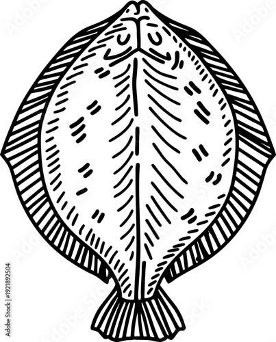 Flatfish illustration with detailed lines and patterns ocean marine life drawing, fish diagram art