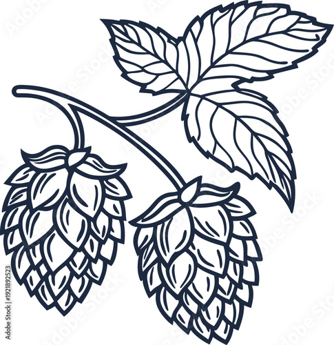 hops plant branch with cones and detailed leaves black line art illustration