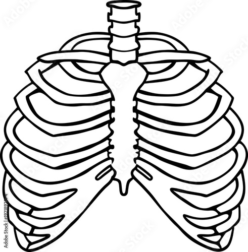 Human rib cage anatomy illustration with spine and ribs structure in black and white