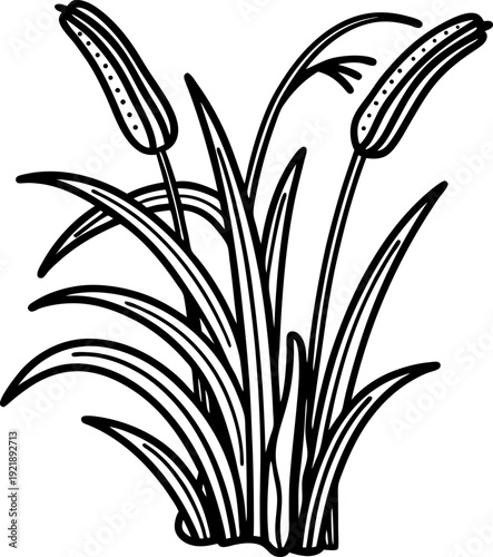 cattail plants with long leaves and seed heads in black line art isolated on white