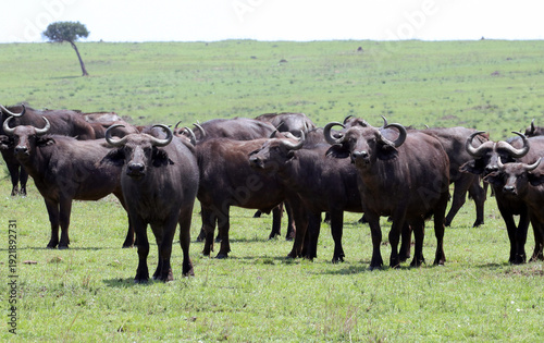 African buffalo herd (Syncerus caffer)