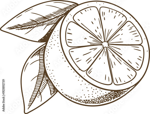 Detailed line art of a lemon cut in half with leaves, vintage botanical fruit illustration