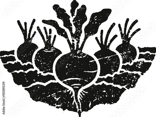 Vintage illustration of beets growing in soil with leafy greens above ground and roots below