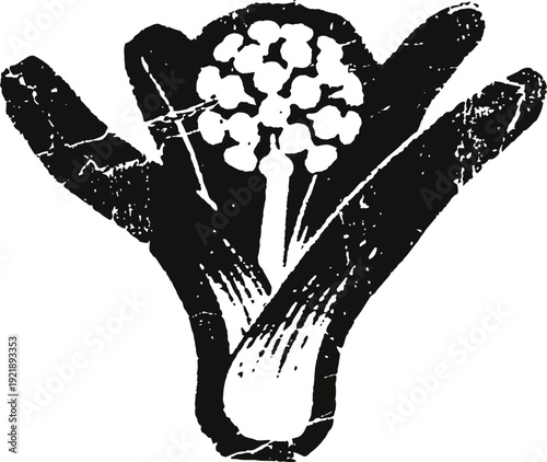Black and white cauliflower illustration cut fresh cauliflower head with stem sketch