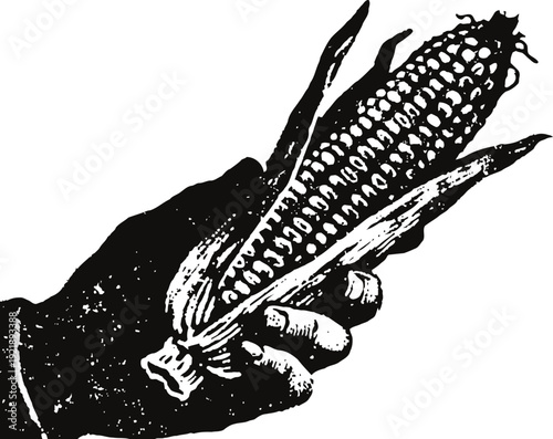 Hand holding an ear of corn with partially peeled husk, black and white vintage illustration