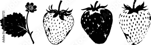 strawberry fruit and leaf detailed botanical illustration set in black and white vintage