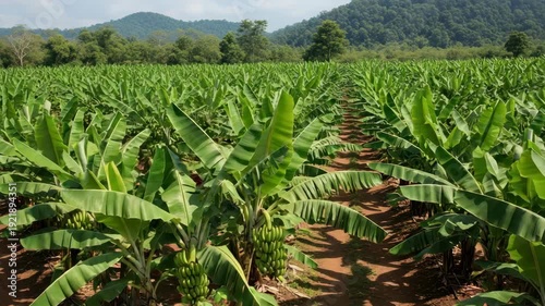 Banana plantation field agricultural landscape