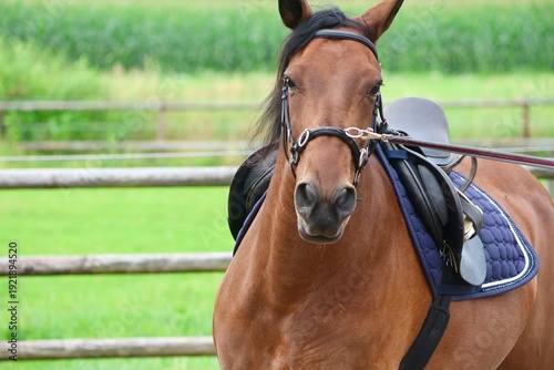 Brown horse being lunged in an outdoor riding arena