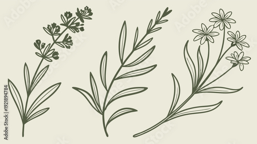 Botanical Herb Sprigs Line Art Drawing for Organic Branding Packaging Design Wellness Spa Cafe Decor