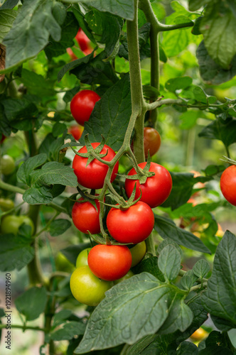 Tomatoes growing in greenhouse close up