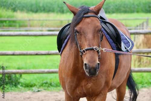 Brown horse being lunged in an outdoor riding arena